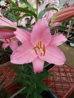 [5336 Monsano VH No02.JPG]